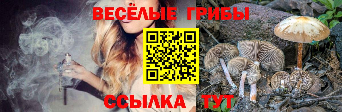 Псилоцибиновые грибы мицелий  Вход с VPN  Новозыбков 